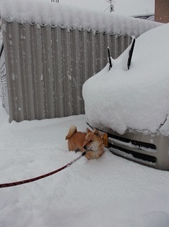 14日の豪雪1.jpg