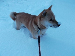 14日の豪雪2.jpg