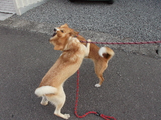 20130630格闘2.jpg