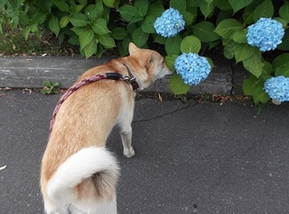 あじさいクンクン.jpg