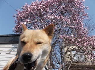 こぶし.jpg
