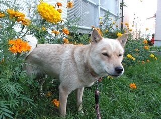 まだ咲いてます.jpg