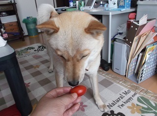 アイコの味見.jpg