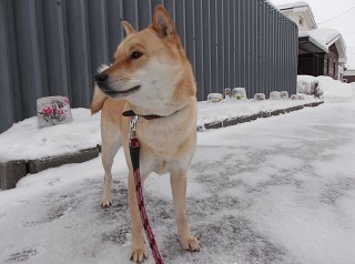アイスフラワー1.jpg