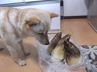 タケノコ.jpg