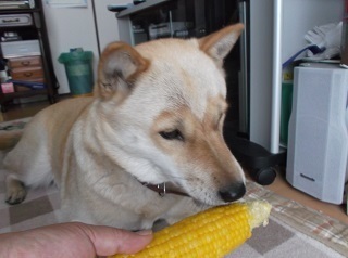 トウモロコシの味見.jpg