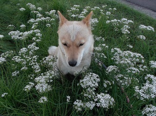 ニラの花.jpg