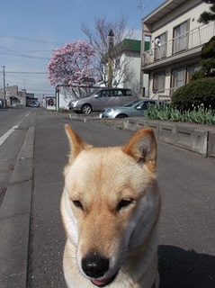 ピンクのお花.jpg