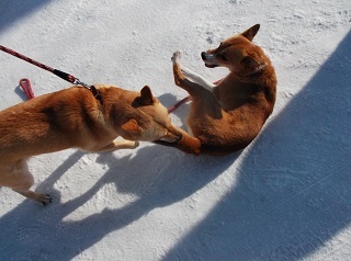ランと遊ぶ3月.jpg