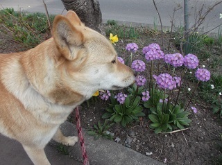 何かのお花.jpg