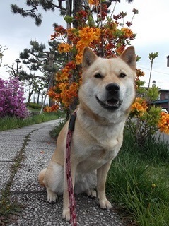 何かのお花3.jpg