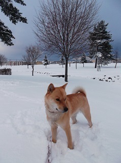 再び大雪.jpg