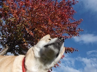 始まった紅葉.jpg