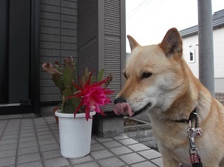 孔雀サボテン.jpg