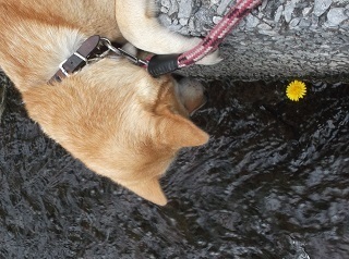 川の中のタンポポ.jpg
