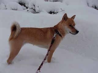 深い雪.jpg