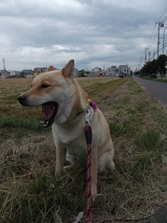 牧草の刈り取り.jpg