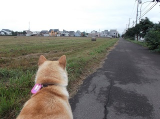 牧草ロール.jpg