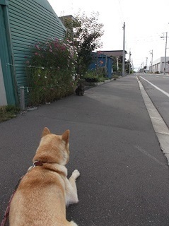 猫ちゃん1.jpg