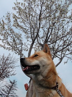白いお花.jpg