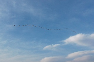 白鳥編隊飛行.jpg