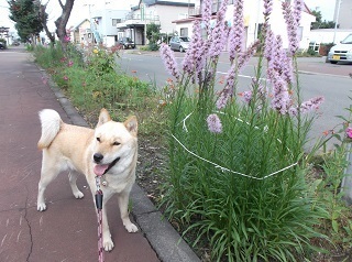紫のお花.jpg