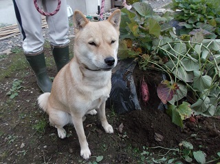 芋ほり.jpg