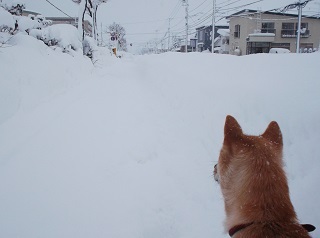 行く手は真っ白.jpg