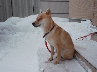 除雪見学.jpg