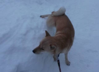 雄犬の真似.jpg