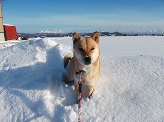雪原とお山.jpg