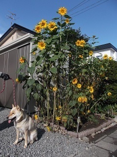 sunflower.jpg